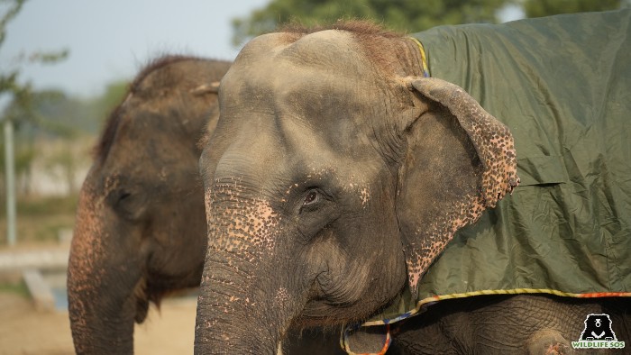 Elephants are provided blankets to combat the cold during winter