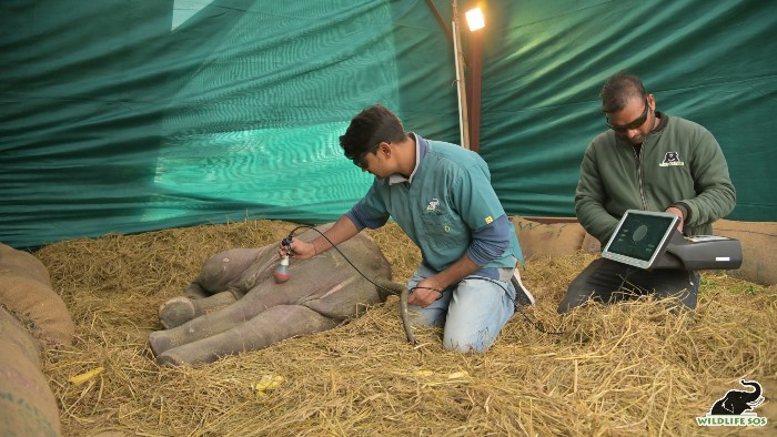 Bani undergoing laser therapy on her hindlimbs 