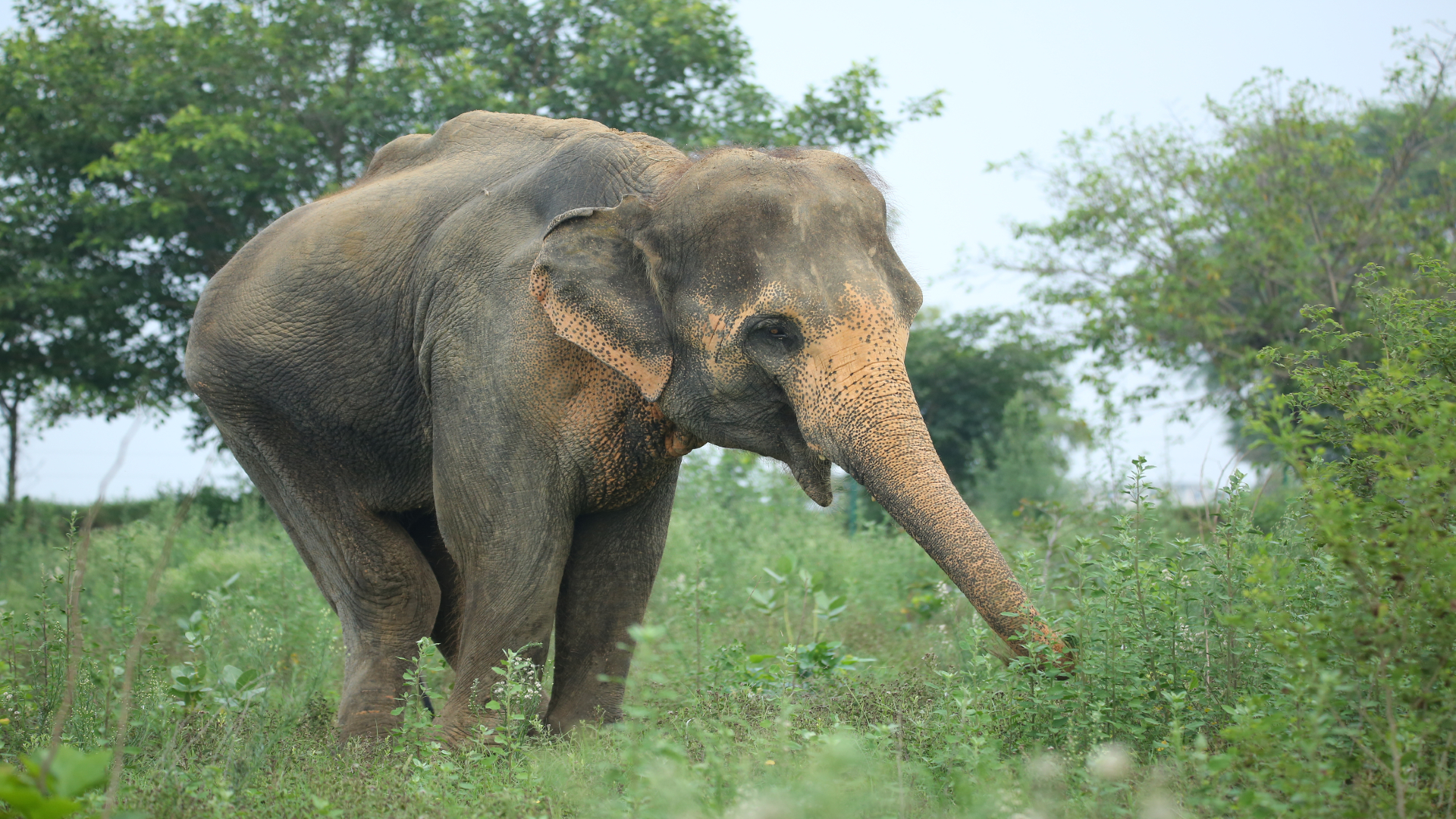 Trunk Tales: The Remarkable Resilience Of Lakshmi - Wildlife SOS