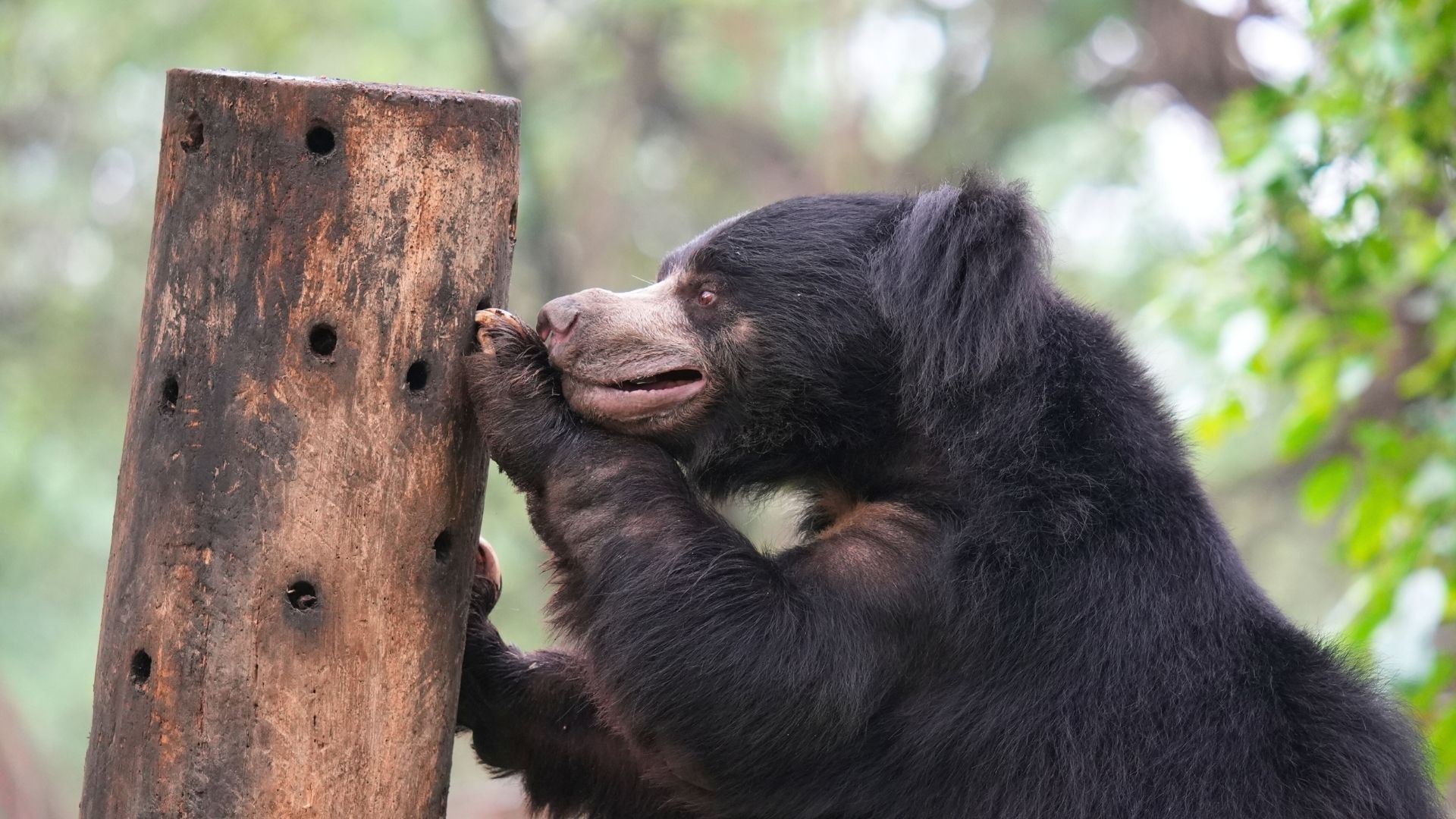 Operant Conditioning For Sloth Bear Care At Wildlife SOS