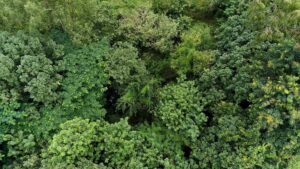 Why Elephants Avoid Some ‘Green’ Forests: Lessons From Chhattisgarh