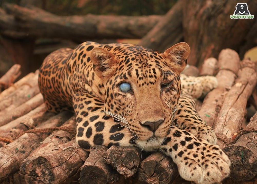 Ganesh was rescued from a man-animal conflict situation