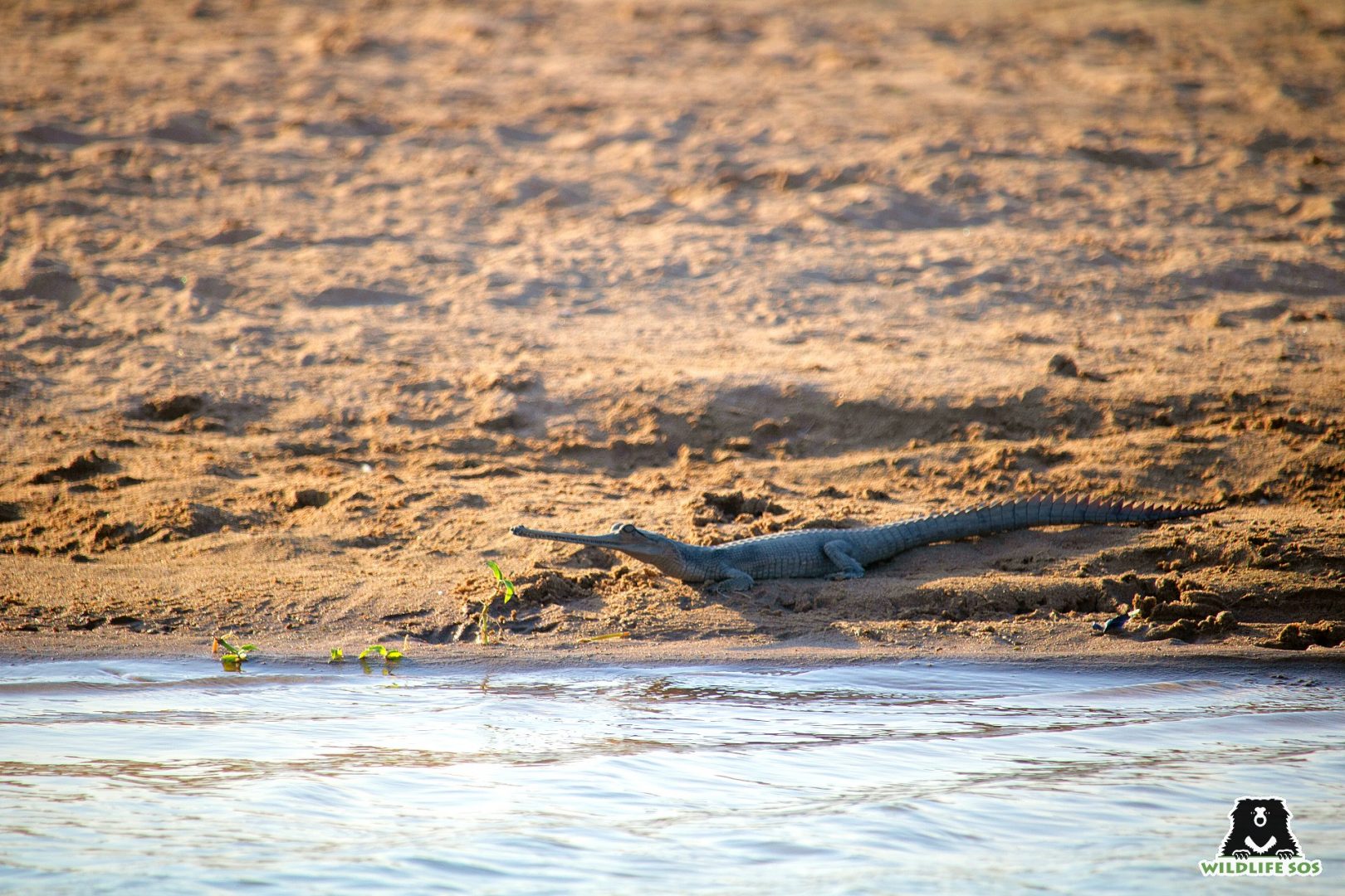 gharial is a crocodile species in India