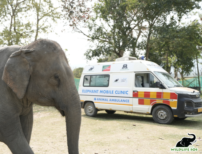Haathi Sewa mobile clinic