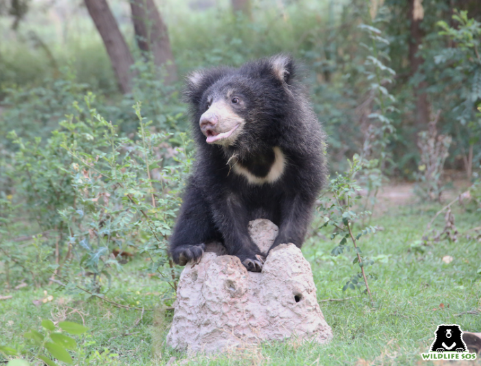 Rescued baby sloth bear Jenny