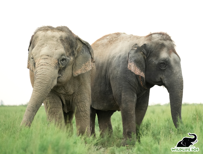 Elephants on evening walk