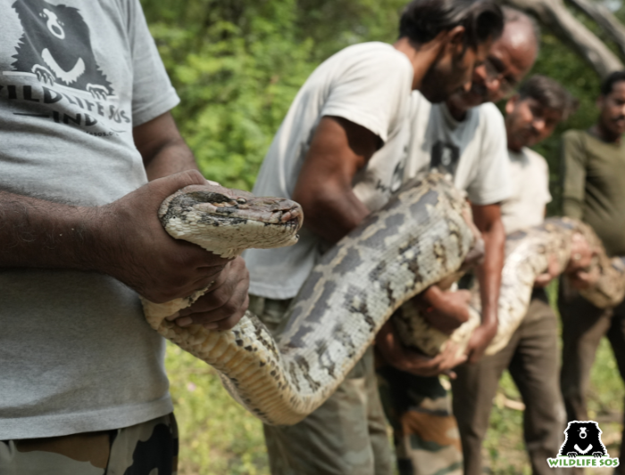 Rescuing 55kg Python
