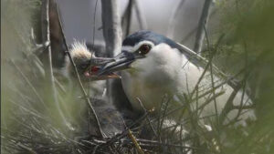 Summer survey for Delhi Bird Atlas adds 21 species