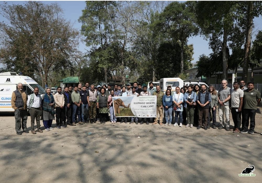 Haathi Sewa Meghalaya Assam 1