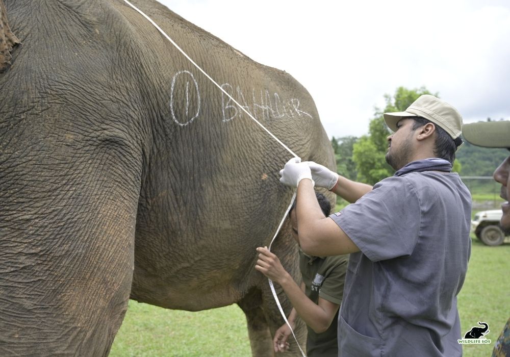 Haathi Sewa Meghalaya Assam 4