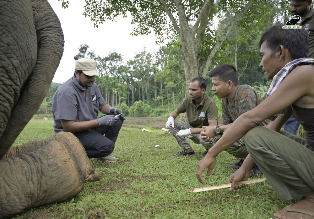 Haathi Sewa Meghalaya Assam 5