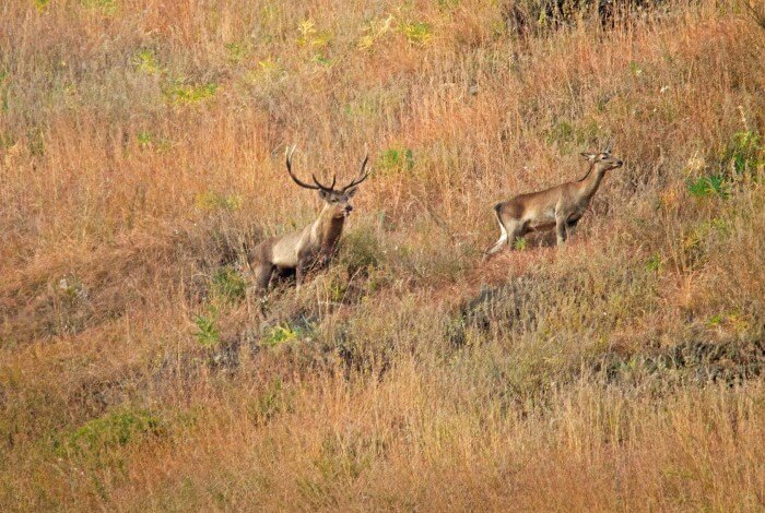 A pair of Hangul grazing around the Dachigam National Park.