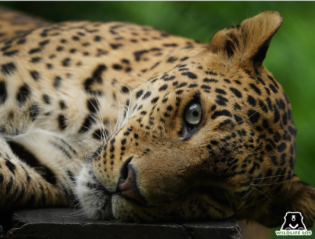 Leopard Jaya