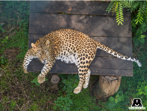 Leopard Jaya