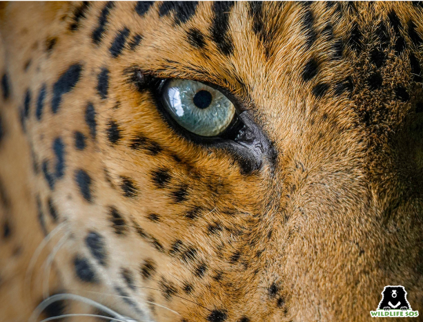 Leopard Jaya