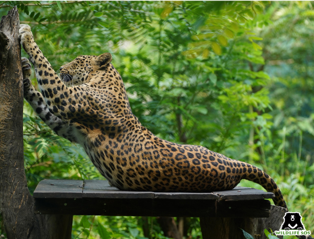 Leopard Jaya