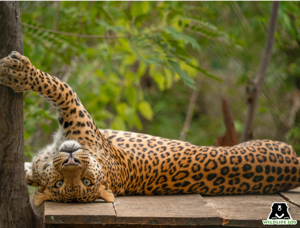 Leopard Jaya