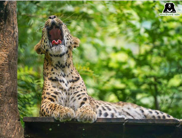 Leopard Jaya