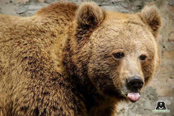 A rescued Himalayan Brown bear at the Wildlife SOS centre in Jammu and Kashmir [Photo (c) Wildlife SOS]