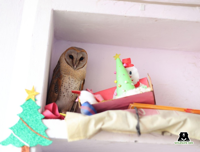 Barn owl inside house