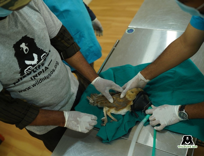 Barn owl under treatment