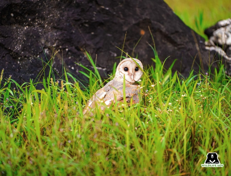 Barn Owl on grass
