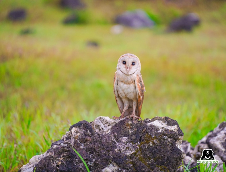 Barn owl