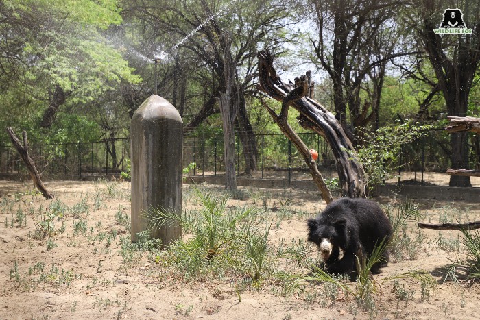 Sprinklers are provided to reduce the hot temperatures of the bear enclosures