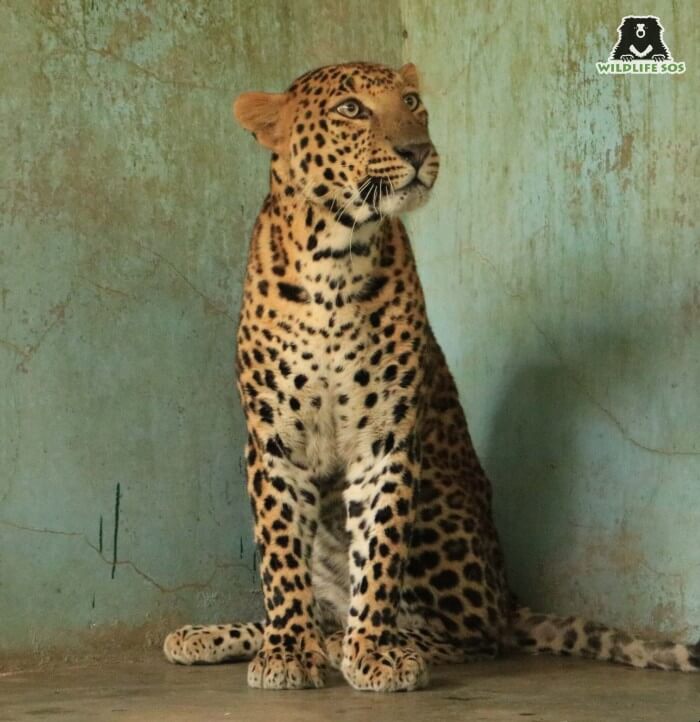The leopard showed remarkable recovery under the care of Wildlife SOS.