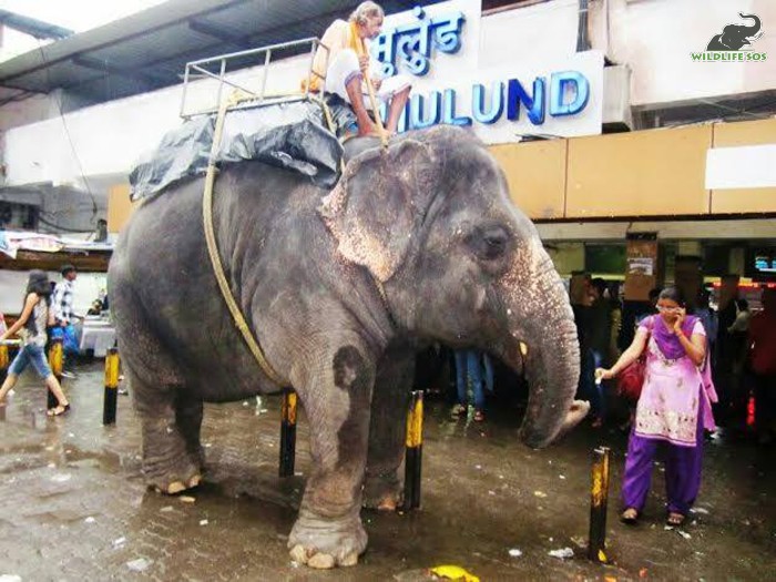 Laxmi was an 18-year-old begging elephant when we first caught wind of her. [Photo (c) Wildlife SOS]