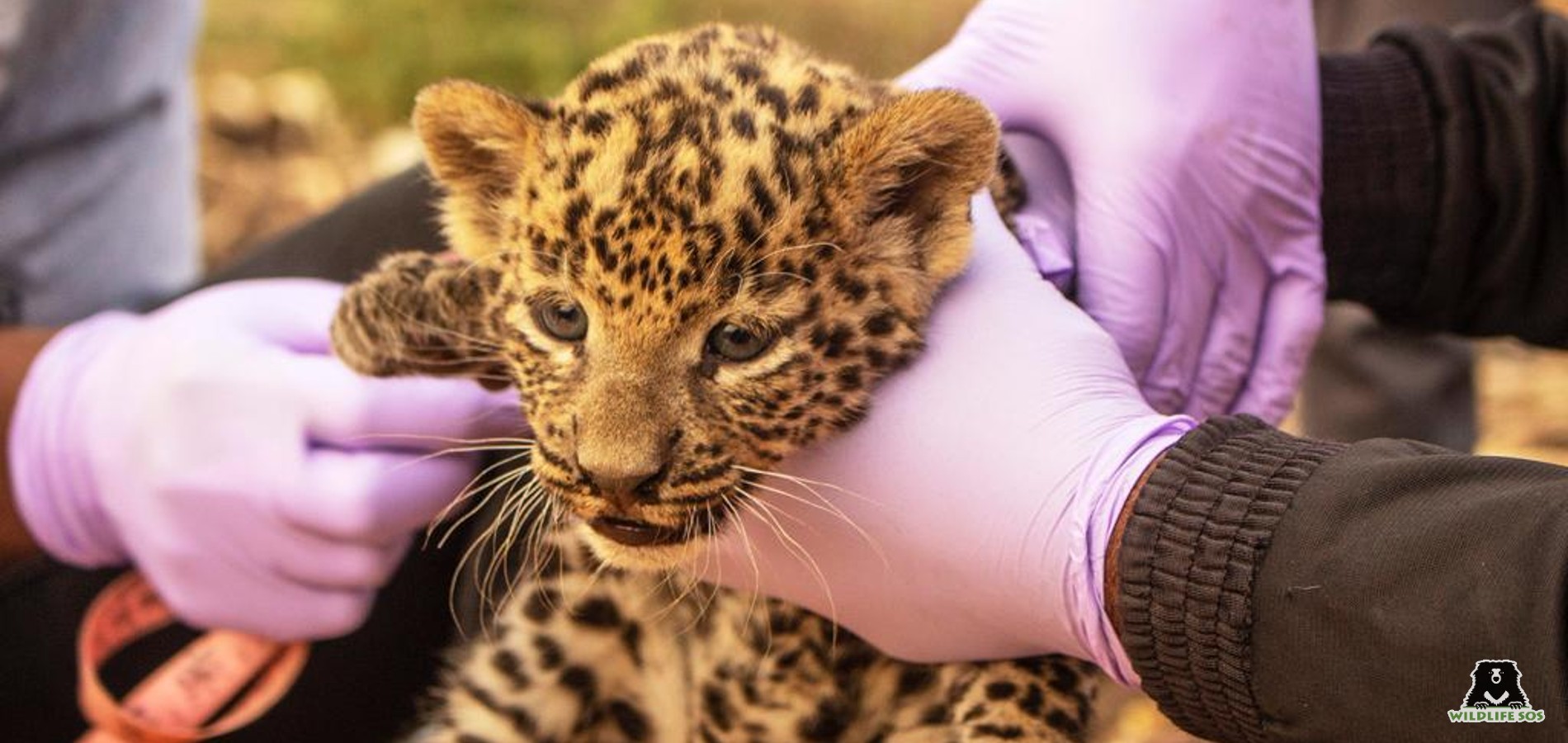 Rescued And Reunited: A Leopard Cub From Maharashtra - Wildlife SOS