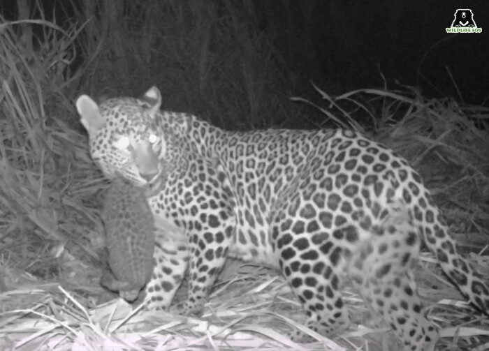 The Wildlife SOS team reunites cub with mother
