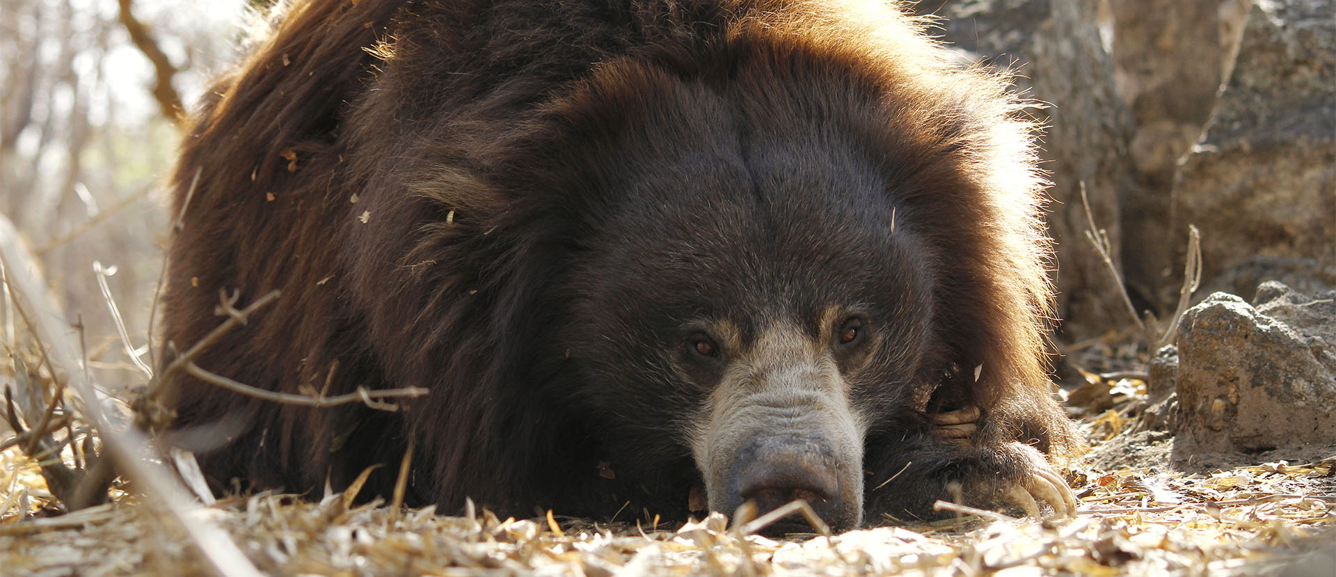 A Webinar On Operant Conditioning With Zoo Animals - Wildlife SOS