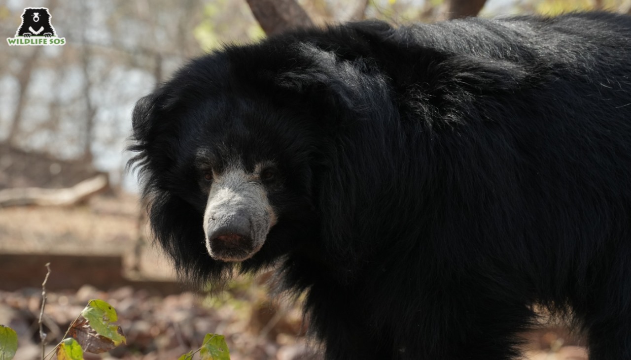 Sloth bear under care at Van Vihar Bear Rescue Facility looking into the camera