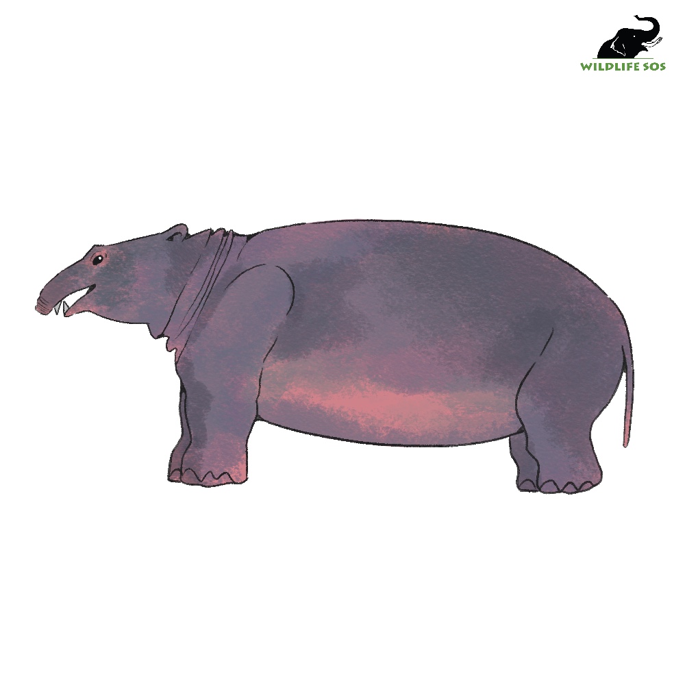 Moeritherium [Photo (c) Wildlife SOS/Malavika Jayachandran]