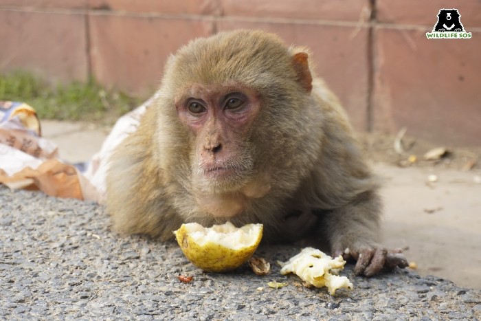 Feeding of wildlife like macaques by tourists alters their natural feeding patterns and fosters dependency