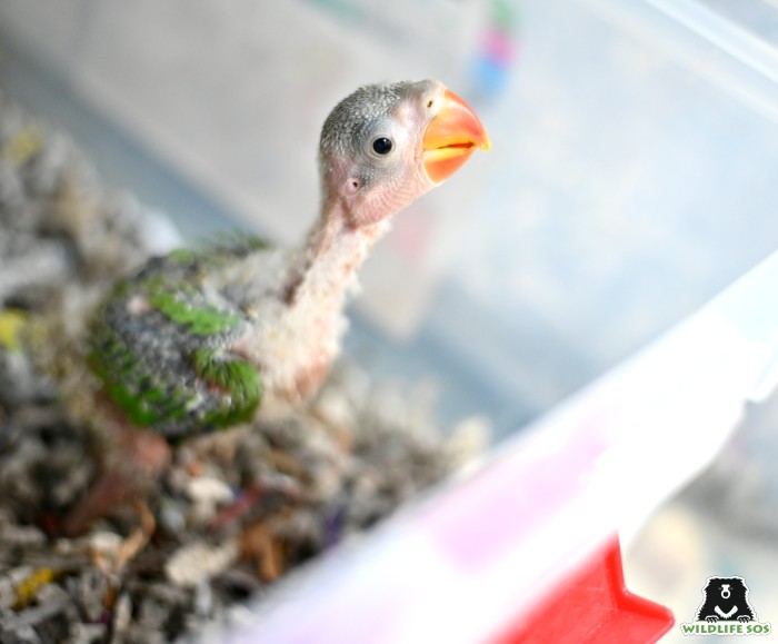 A nestling is not ready to leave its nest yet.