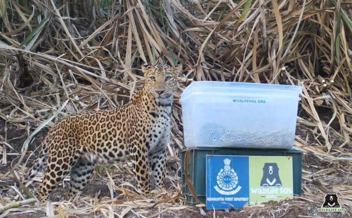 Leopard mothers courageously return to look for their lost cubs.