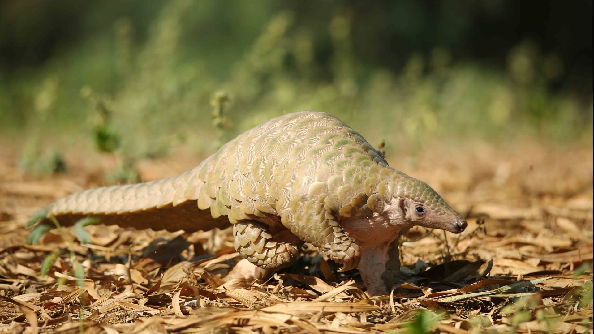 Rare Pangolin Rescued and Relocated in Uttar Pradesh - Wildlife SOS