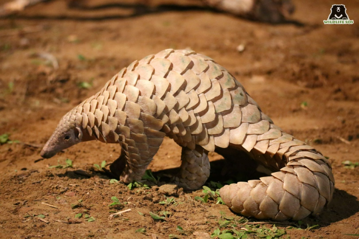 Pangolins are very dedicated mothers and carry their infants on their tails.