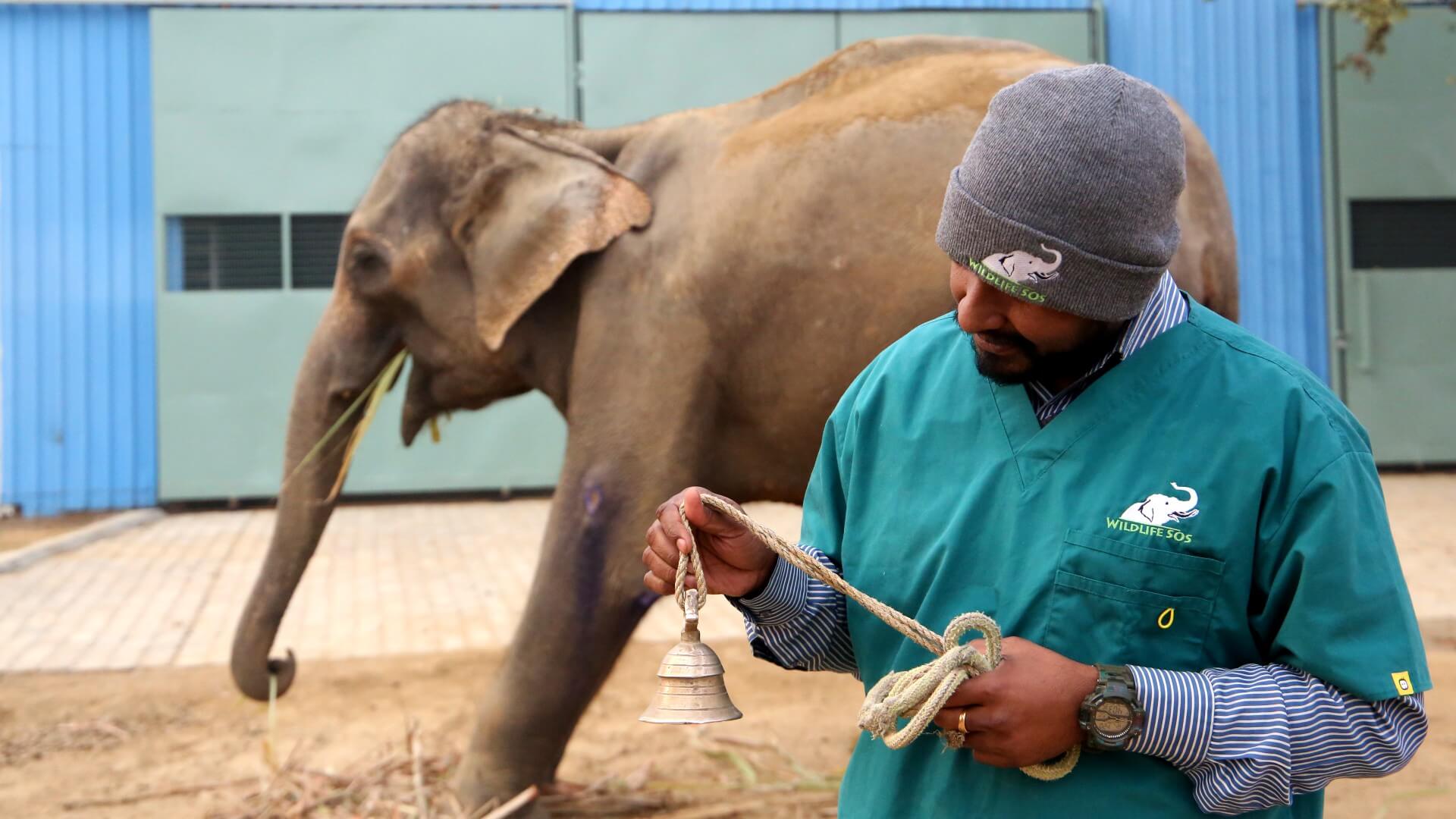Pari's Long-Awaited Bell Removal! - Wildlife SOS