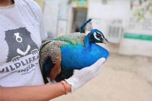 Beyond Beauty: The Hidden Battle Of Peacocks