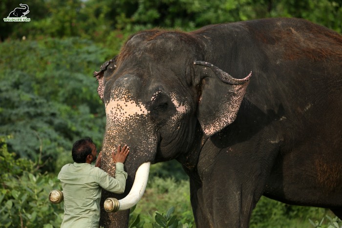 Rajesh's caregiver can read his body language and understand his every need. [Photo (c) Wildlife SOS/Mradul Pathak]