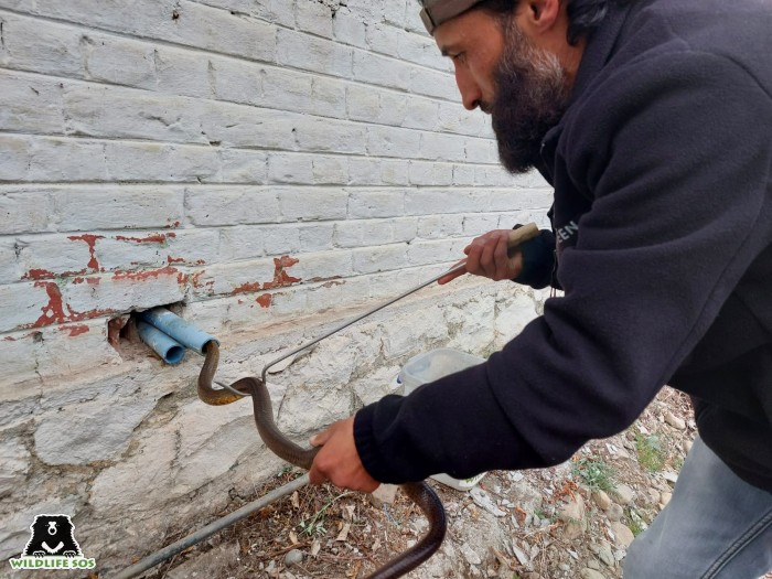 Yaseen from the J&K team rescues an Indian Rat Snake from a pipe