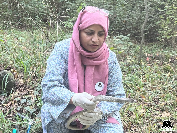 rat snake rescues