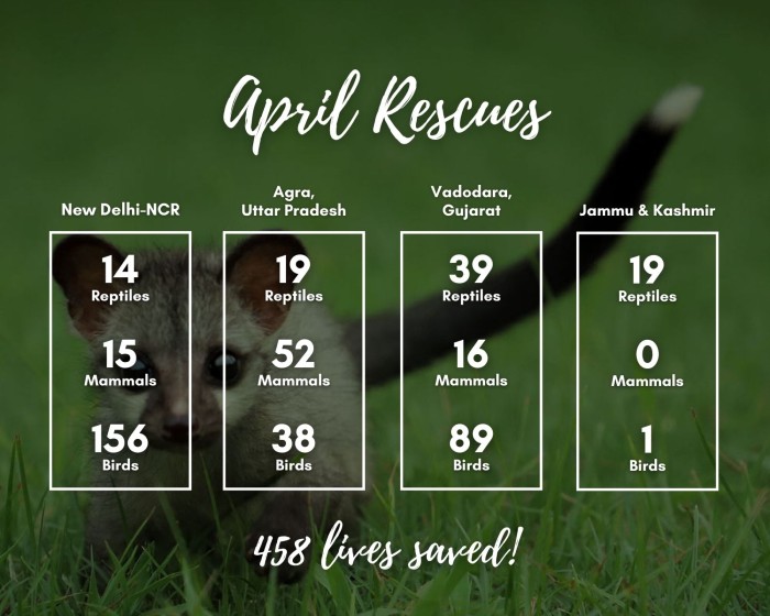 wildlife rescue