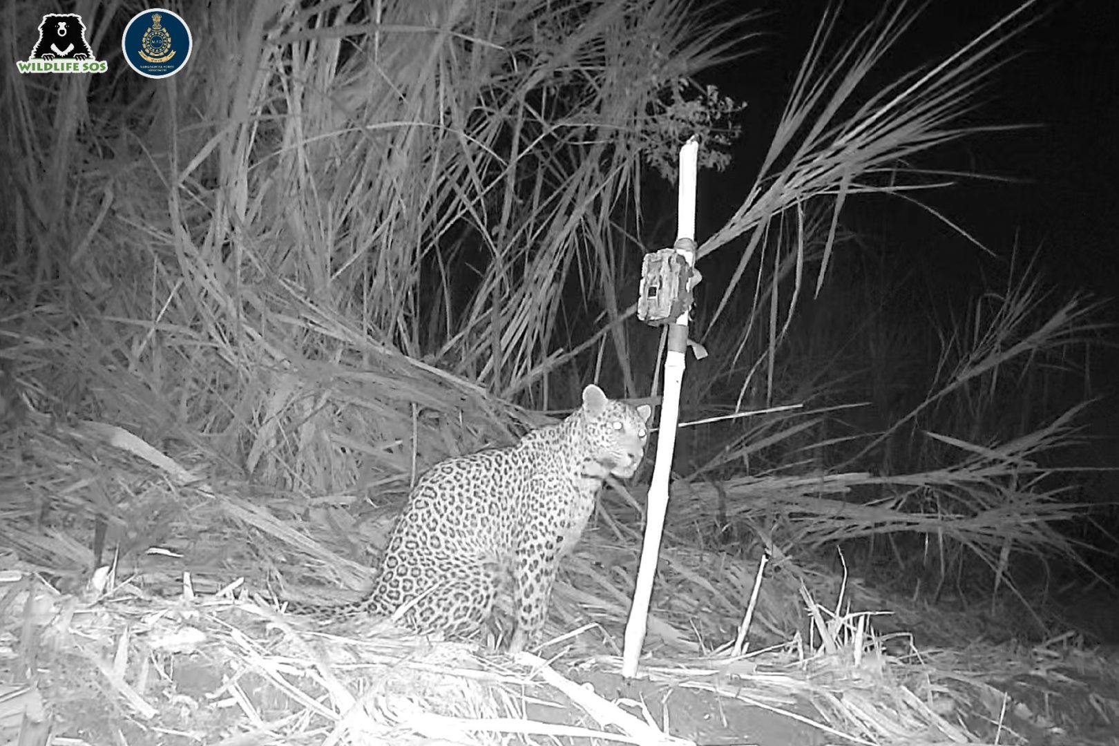 Leopard Meera