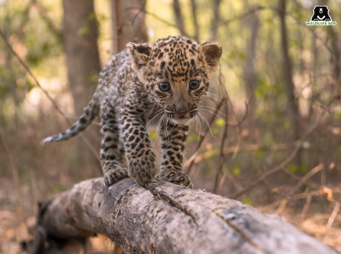 The young Simba was left abandoned in a sugarcane field and his mother was nowhere to be found.