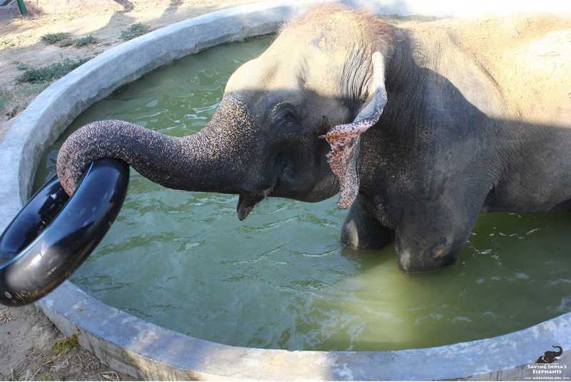 A buffet was waiting for Maya as she returned from a walk with Phoolkali beside the river.