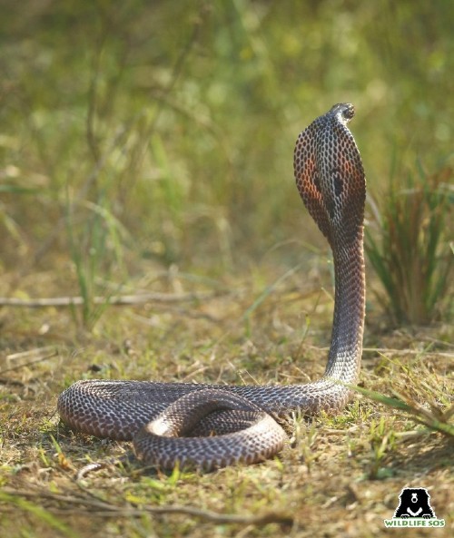 An Indian Spectacled Cobra, which was rescued by Wildlife SOS, is a member of the Big Four.